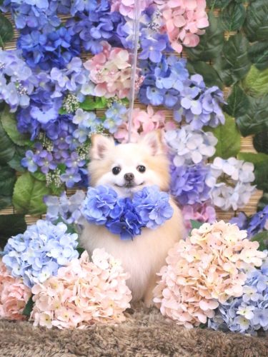 20250614小豆くん